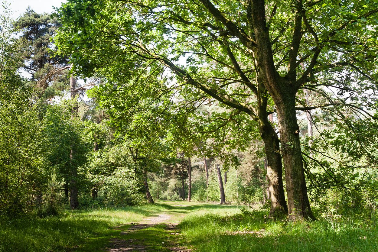 Vormen van bomen